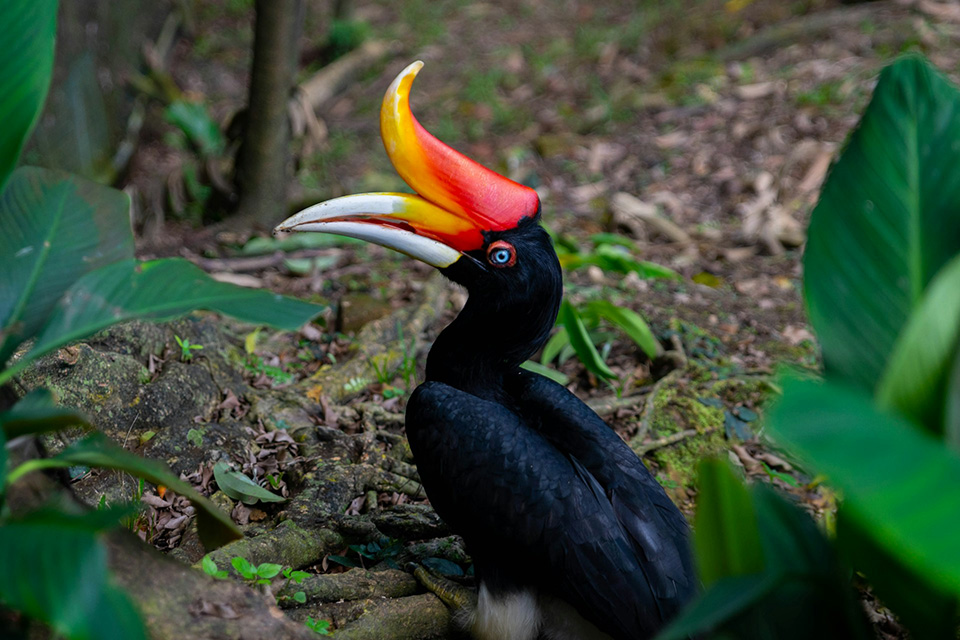 Rhinoceros hornbill among rainforest foliage